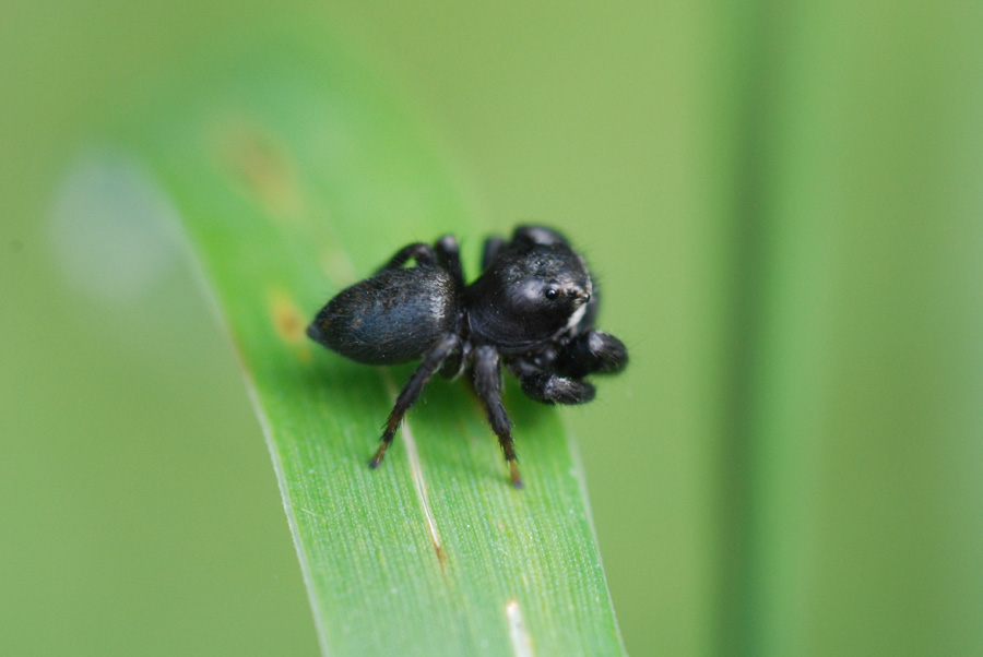 Evarcha arcuata